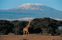 7 Days Mount Kilimanjaro Climbing via Machame Route