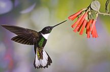PRIVATE Tour, Mindo Cloud Forest: Poultry, Chocolate, Nature,
