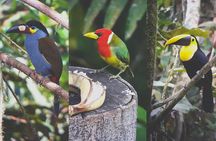 PRIVATE Tour, Mindo Cloud Forest: Poultry, Chocolate, Nature,