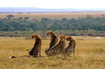 Masai Mara National Reserve 3 Day Tour Experience With 4*4vehicle