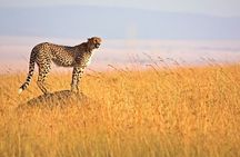 3 Days 2 Nights Masai Mara National Reserve Tour 4*4 Vehicle