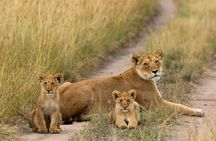 Half Day Tour Nairobi National Park With 4*4 Vehicle