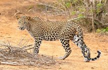 Yala Half Day Safari from Hambantota Port Shore Excursion