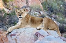 Sunset Big 5 Aquila Safari Snacks and Wine Tasting