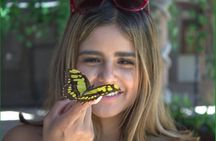 Butterflies, City tour, tequila, and beach (kids free)