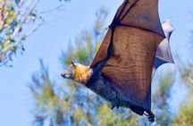Flying Fox Experience, Thousands of Australia's Largest Bat