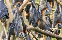 Flying Fox Experience, Thousands of Australia's Largest Bat