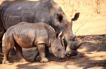 Rhino Game Drive
