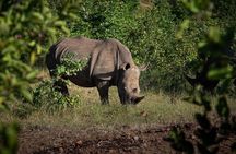 Rhino Walk