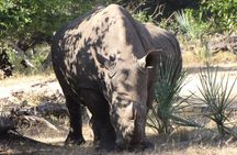 Rhino Walk