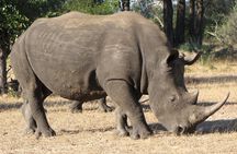 Rhino Walk