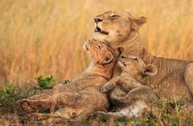 Chobe Full Day Trip