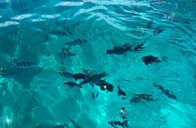 Mnemba Island Dolphin Tour and Stonetown Walking Tour