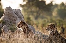 7-Day Masai Mara Nakuru Amboseli Kenya Budget Safari