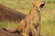 7-Day Masai Mara Nakuru Amboseli Kenya Budget Safari