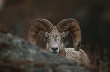 Upper Loop: Lamar Wildlife Safari | West Yellowstone | PRIVATE