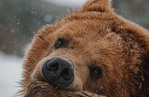 Upper Loop: Lamar Wildlife Safari | West Yellowstone | PRIVATE