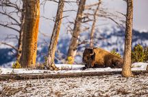 Upper Loop: Lamar Wildlife Safari | West Yellowstone | PRIVATE