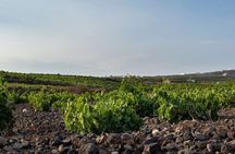 Private Wine Adventure Tour in the Most Distinct Wineries