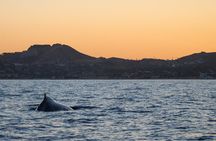 Sunset Whale Watching in San Jose del Cabo