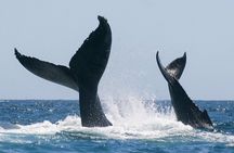 Sunset Whale Watching in San Jose del Cabo