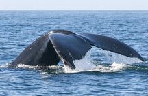 Sunset Whale Watching in San Jose del Cabo