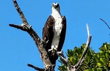 4-Hour Mangrove Island and Dolphin Watch Sandbar in Fort Pierce