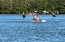 4-Hour Mangrove Island and Dolphin Watch Sandbar in Fort Pierce