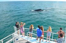 Flamingo Family Fun Catamaran Snorkel:Comfortable shaded seating 