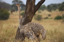 2 Days Safari in Tarangire and Ngorongoro Crater 