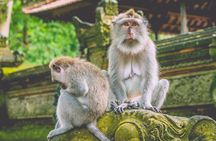 Private Bali's North Sacred Sites and Idyllic Nature Exploration