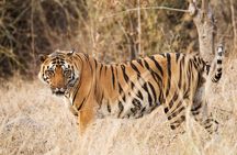 From Kathmandu: Private 3-Day Chitwan Safari Tour