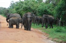 Udawalawa Safari & Elephants Orphanage Tour from Hambantota port