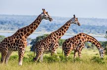 4 Day Private Tour in Tanzania Deluxe Safari