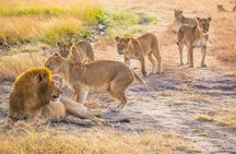 4 Day Private Tour in Tanzania Deluxe Safari