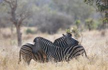 4 Day Private Tour in Tanzania Deluxe Safari