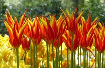 Private Tour Keukenhof Gardens + Tulperij Tulip Experience