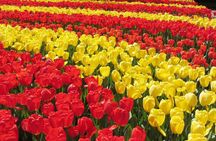 Private Tour Keukenhof Gardens + Tulperij Tulip Experience