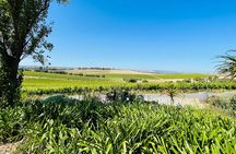 Wine Tasting and Lunch Private Tour in McLaren Vale