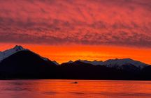 Sitka's Ultimate Wildlife Boat Tour
