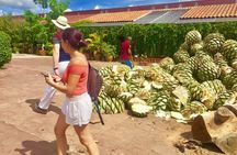 Traditional Market ,Widest Tree, Artisanal Textiles, Mezcal Magic