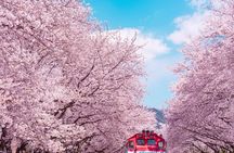 Jinhae Cherry Blossom Festival Gyeonghwa Stn Day Tour from Seoul