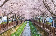 Jinhae Cherry Blossom Festival Gyeonghwa Stn Day Tour from Busan