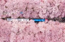 Jinhae Cherry Blossom Festival Gyeonghwa Stn Day Tour from Seoul