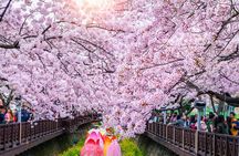 Jinhae Cherry Blossom Festival Gyeonghwa Stn Day Tour from Busan
