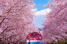 Jinhae Cherry Blossom Festival Gyeonghwa Stn Day Tour from Busan