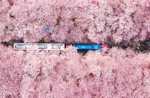Jinhae Cherry Blossom Festival Gyeonghwa Stn Day Tour from Busan