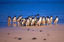 Philip Island express tour: penguin prd & wallaby spotting