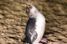 Philip Island express tour: penguin prd & wallaby spotting