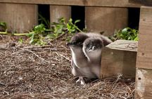 Philip Island express tour: penguin prd & wallaby spotting